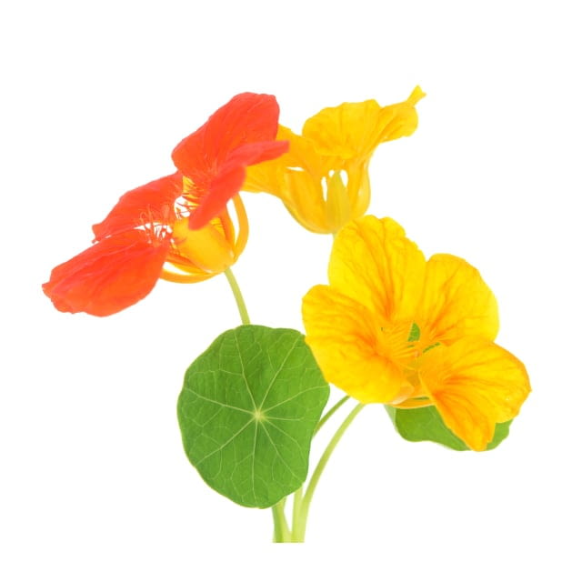 Fleur de capucine comestible