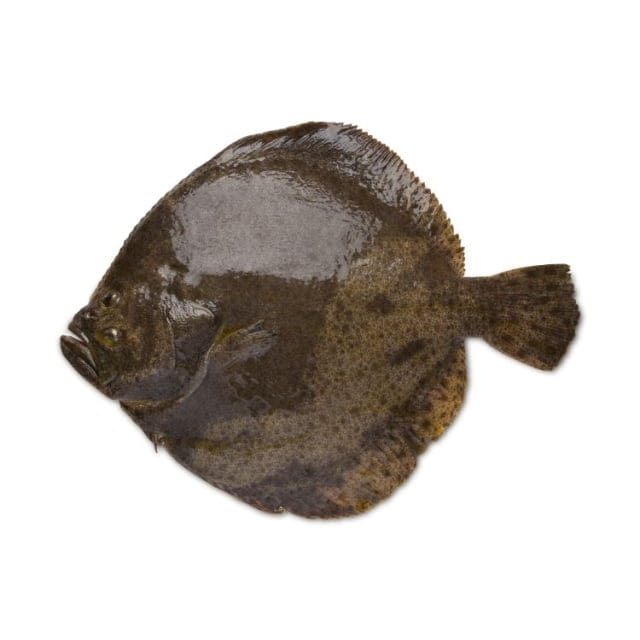 Turbot élevage 2/3Kg