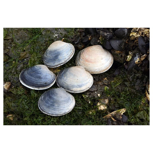 Manila clams