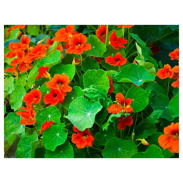 Nasturtium Alaska leaf