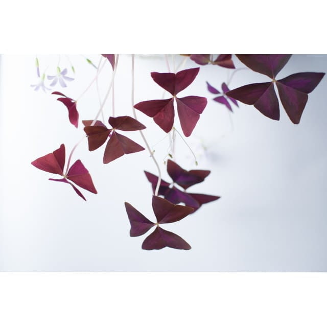 Micro cress red butterfly sorrel
