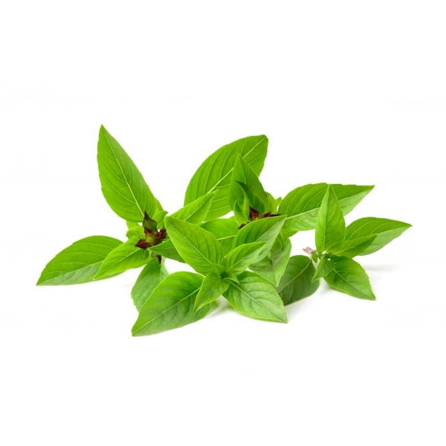 Basil thai