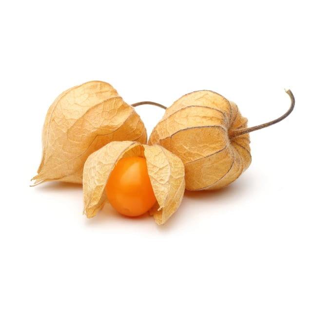 Physalis