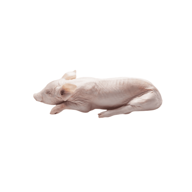 Cochon de lait 6.5 à 8Kg — cours et prix