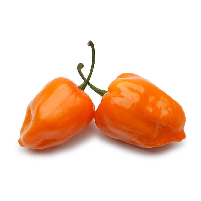 Habanero orange pepper