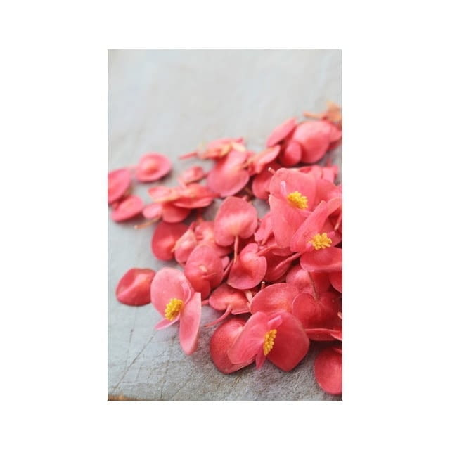 Apple blossom