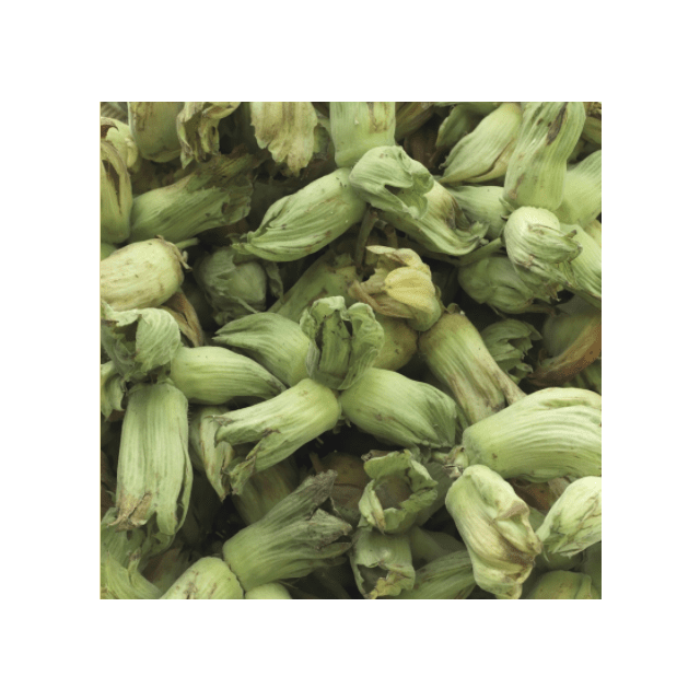 Fresh cobnuts