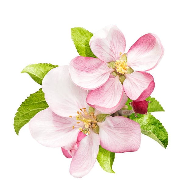 Flower apple blossom