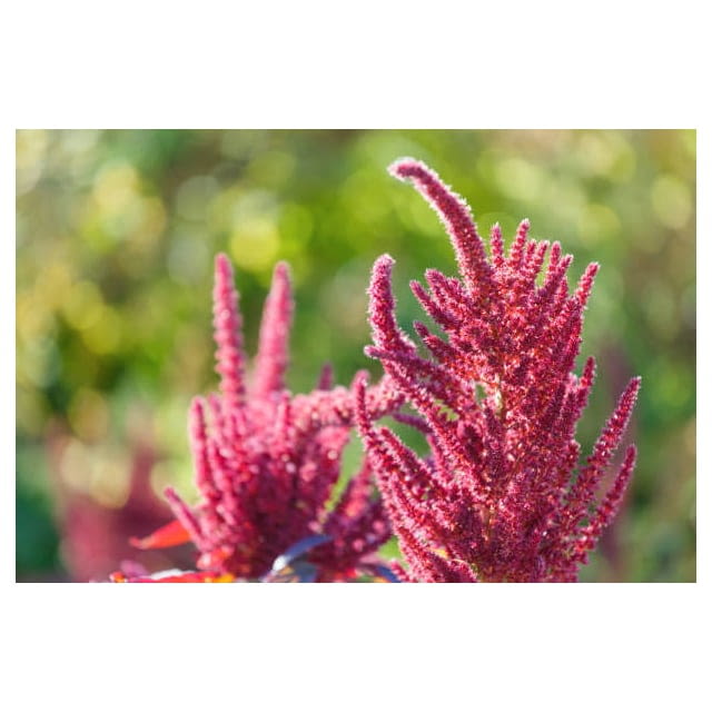 Edible flower amaranth
