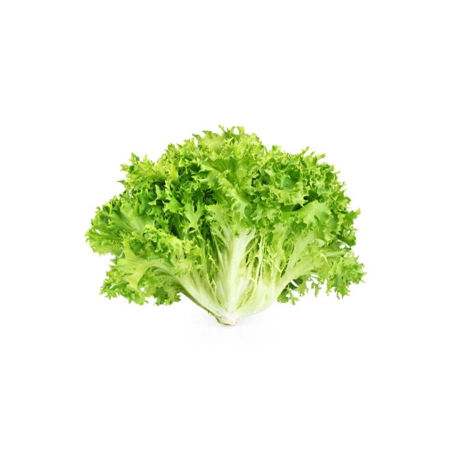 Escarole lettuce