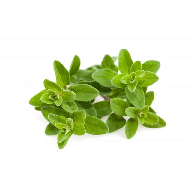 Marjoram