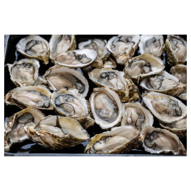 Wild sewansecott oyster