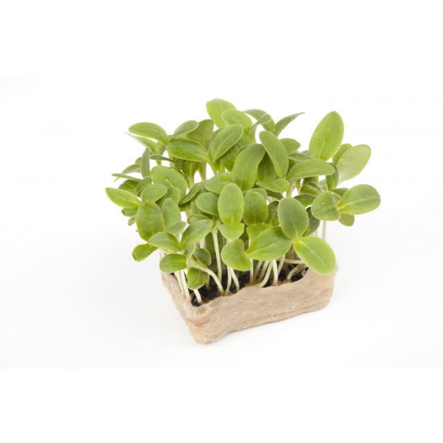 Micro cress borage
