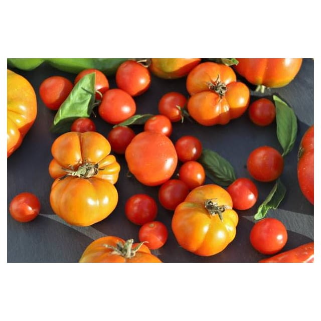 Italian tomato
