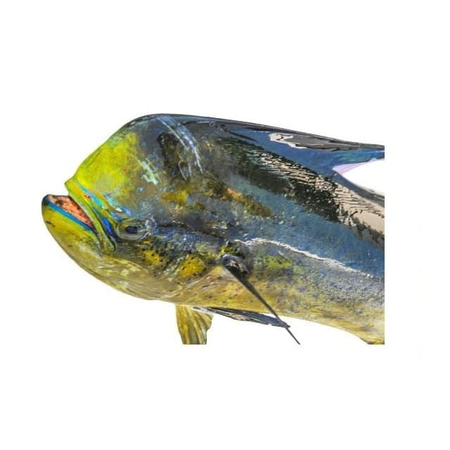 Wild mahi mahi