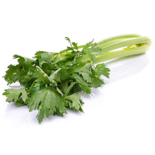 Céleri vert CAT Extra