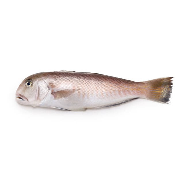 Wild tilefish Average weight 2/15LB