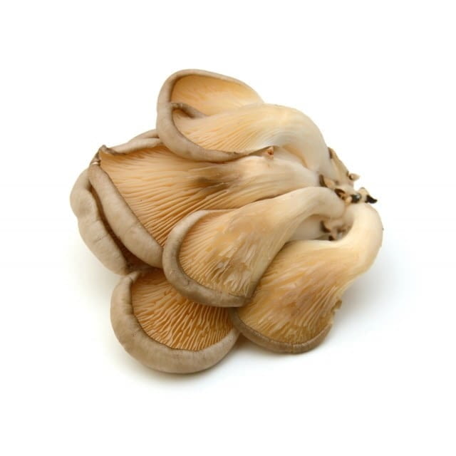 Oyster mushrooms