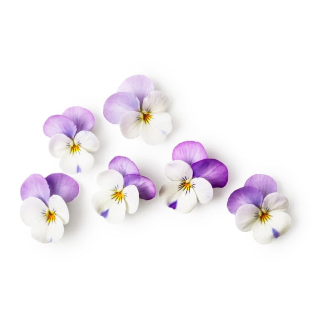 Edible pansy flower