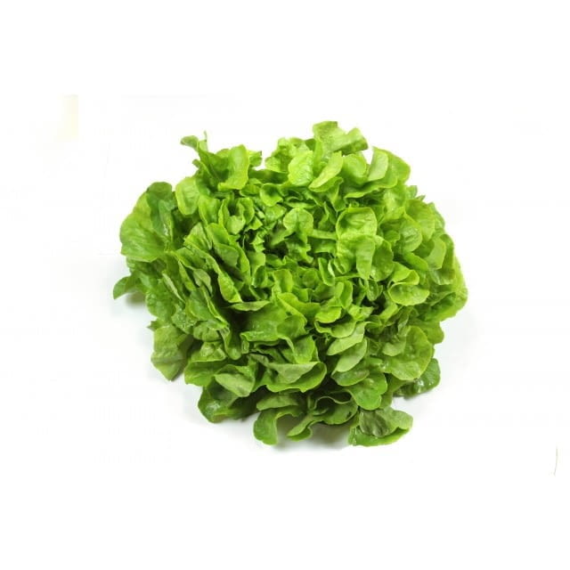 Lettuce oakleaf