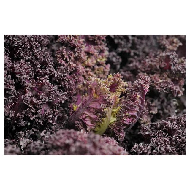 Curly kale red