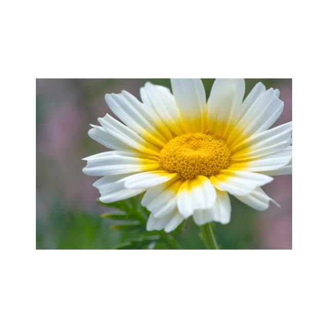 Edible chop suey flowers
