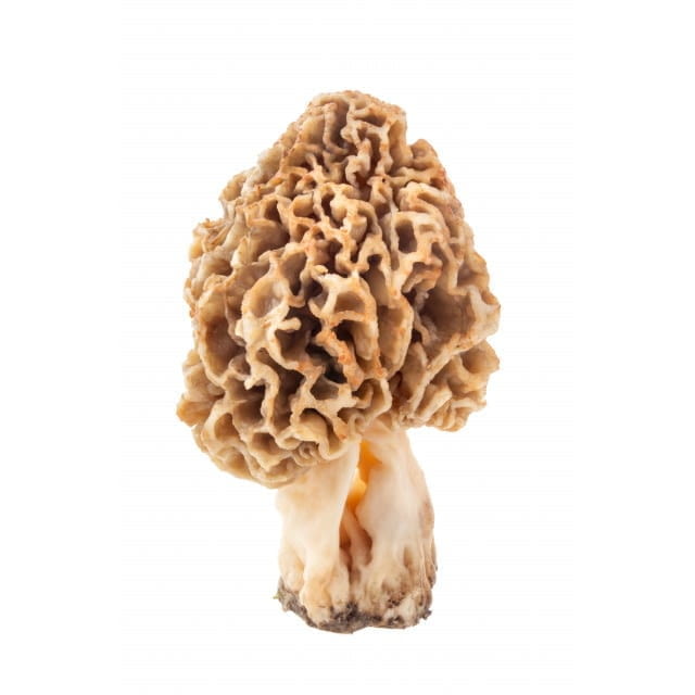 Morel mushroom