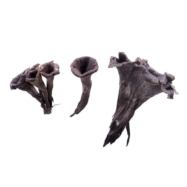 Black trumpet mushroom