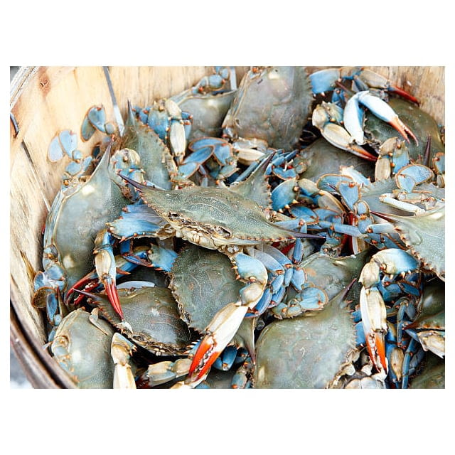 Blue claw crab