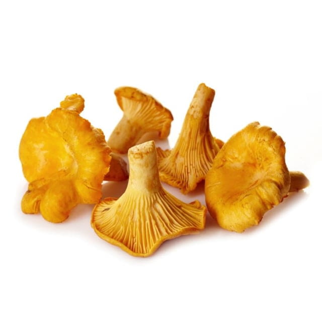 Champignon girolle