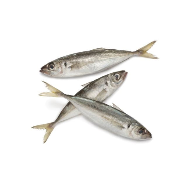 Chinchard