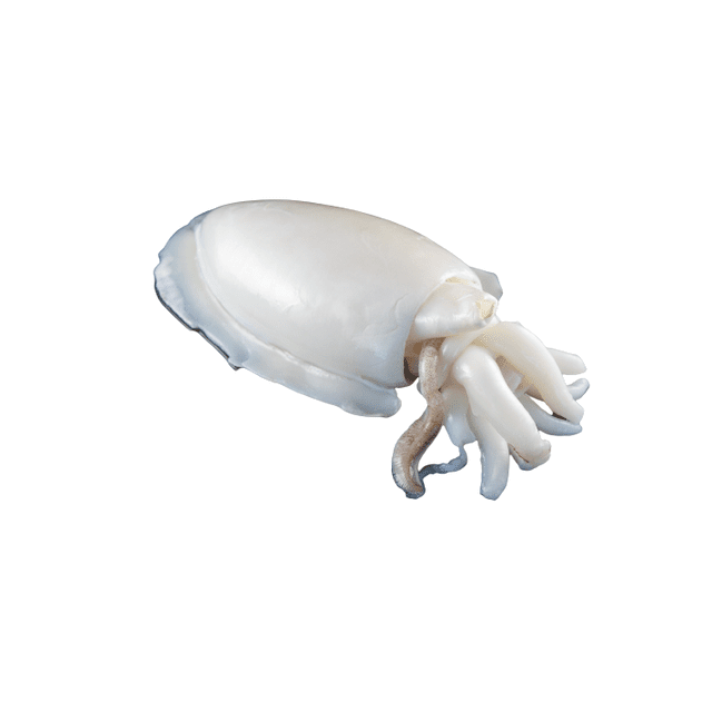 Seiche entier nettoyer surgelé