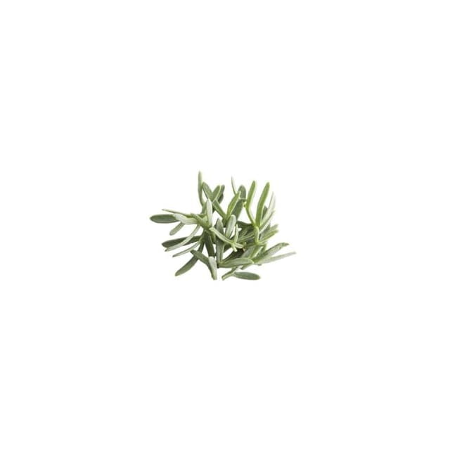 Micro sea fennel