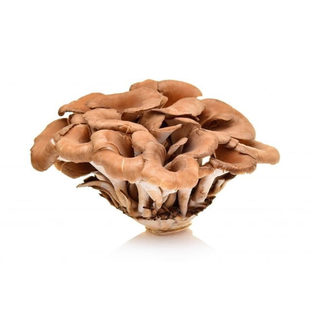 Hen of the woods/maitake mushroom