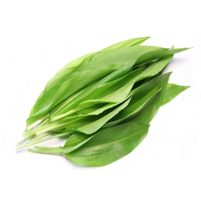 Wild garlic leaf