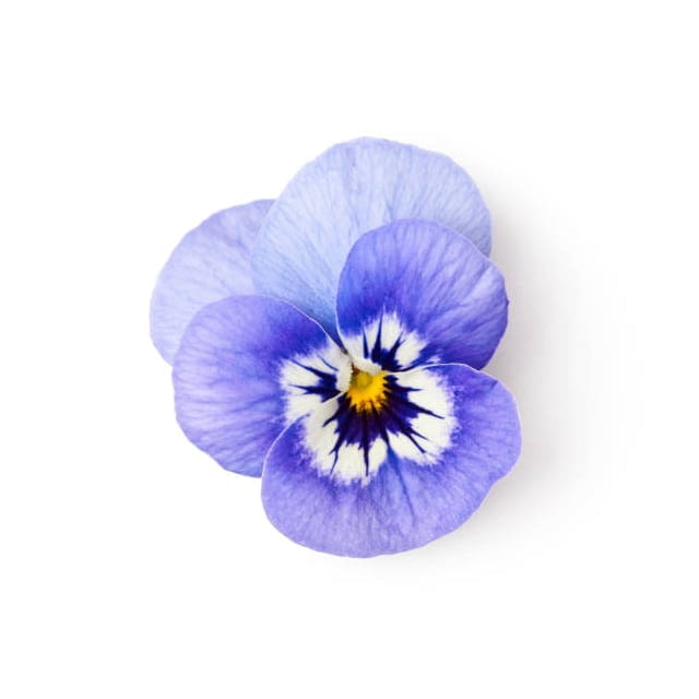 Blue viola flowers