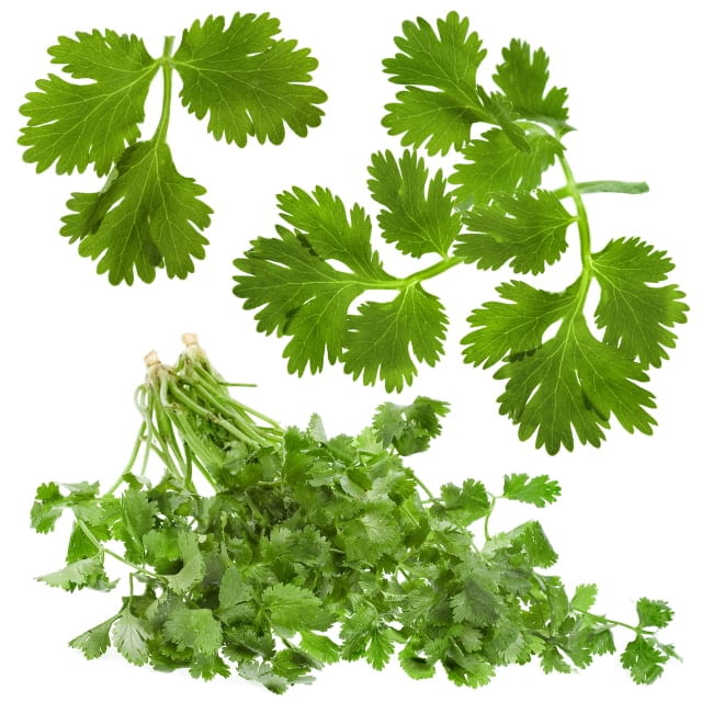 Micro cress celery