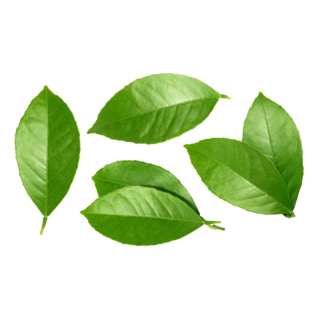 Lemon leaves