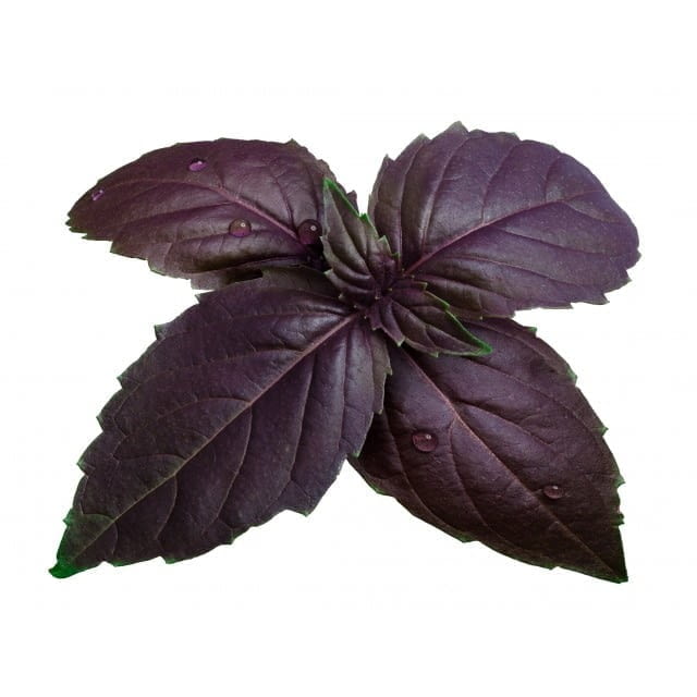 Red basil