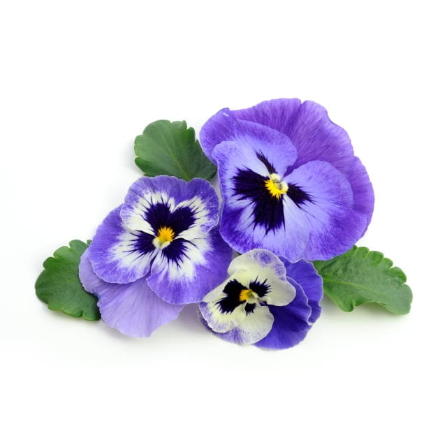 Fleur de pensée comestible