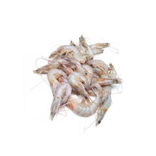 White shrimp shell on 51/60 block