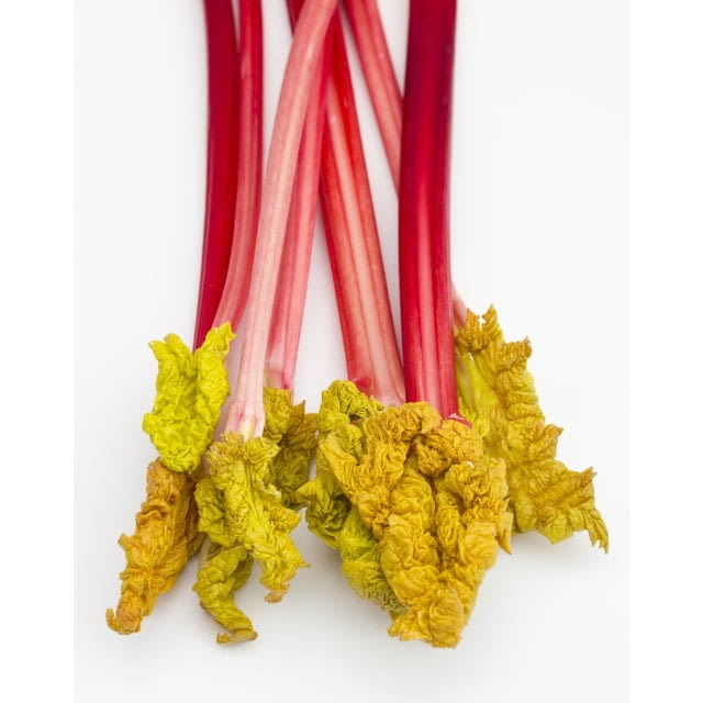 Rhubarb dutch forced