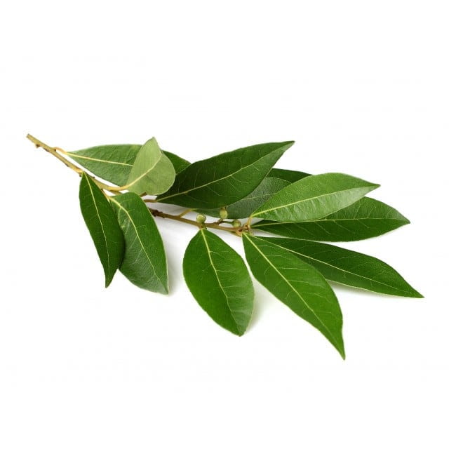 Bay leaf