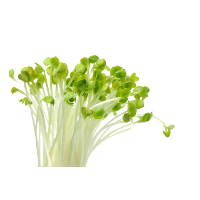 Daikon cress