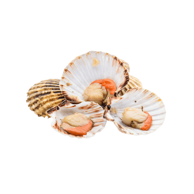 Coquille saint jacques