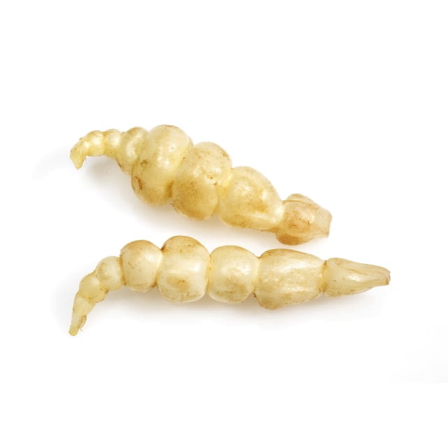 Artichokes crosnes