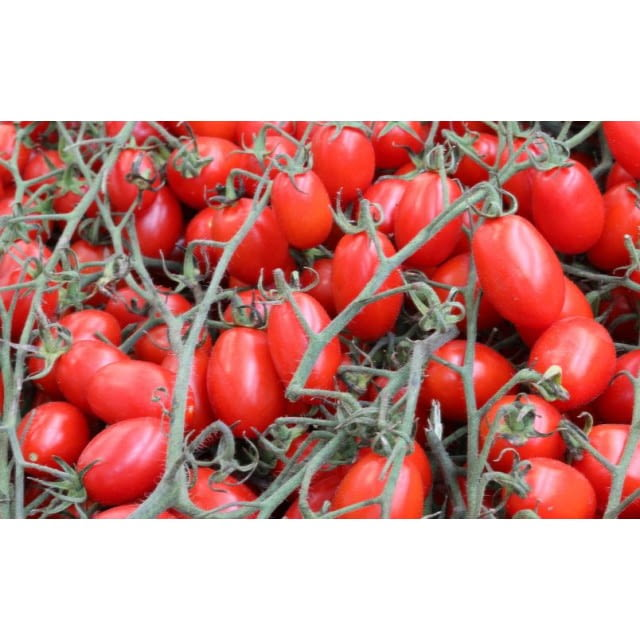 Tomatoes plum on vine