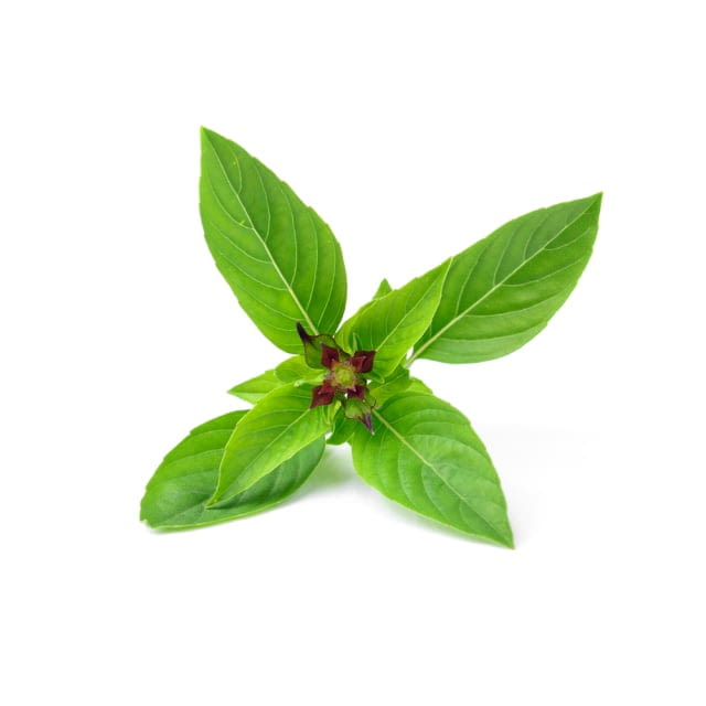Baby cress thai basil