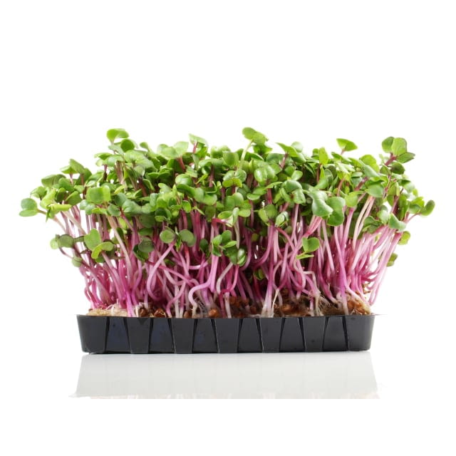 Green shiso cress