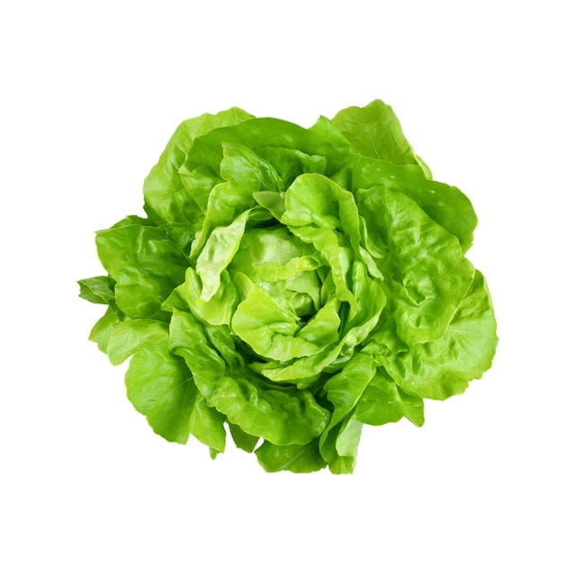 Hydroponic boston bibb lettuce